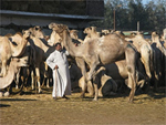 Camel Market